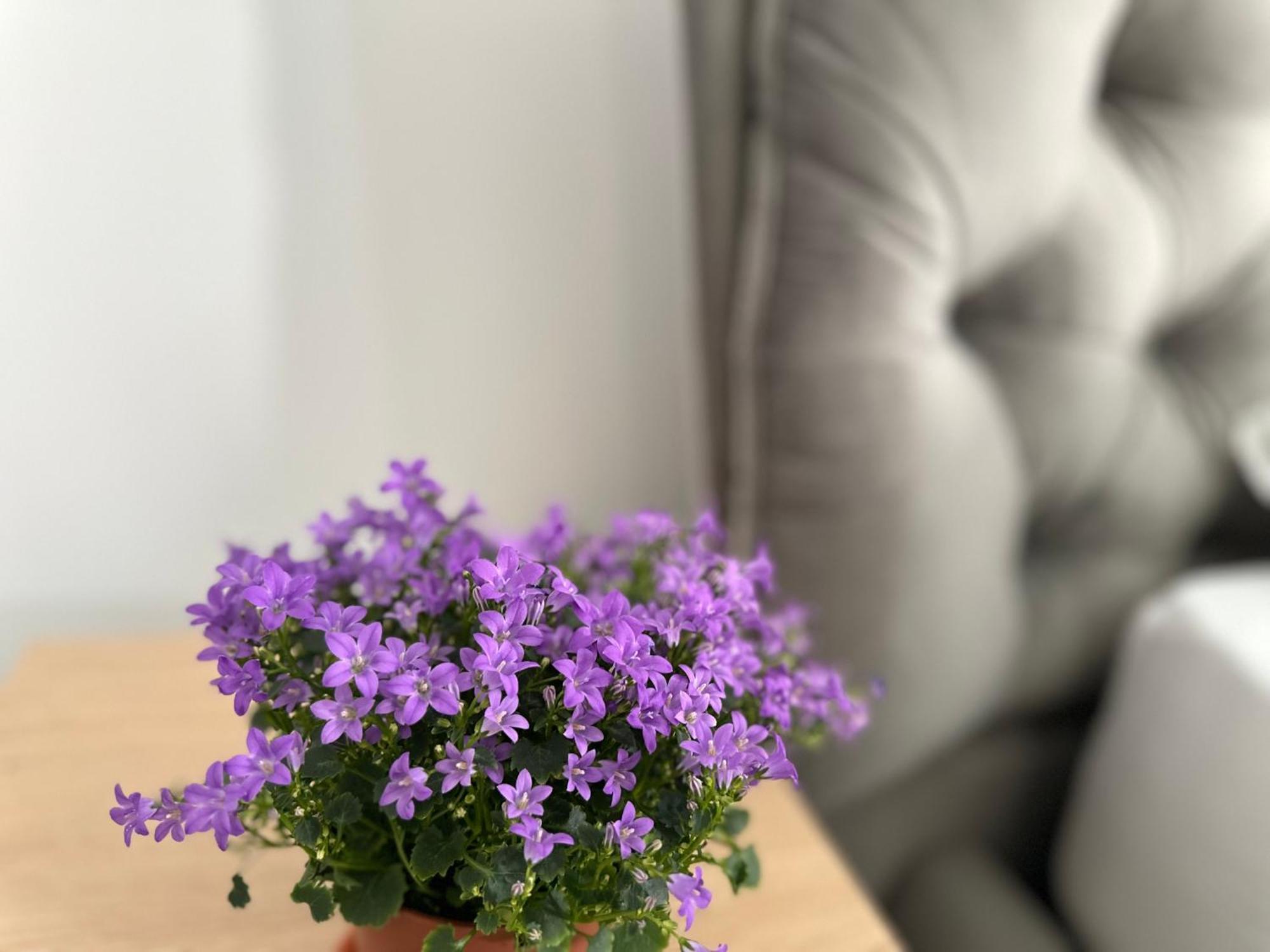 Amadeus Iasi Apartment Bagian luar foto